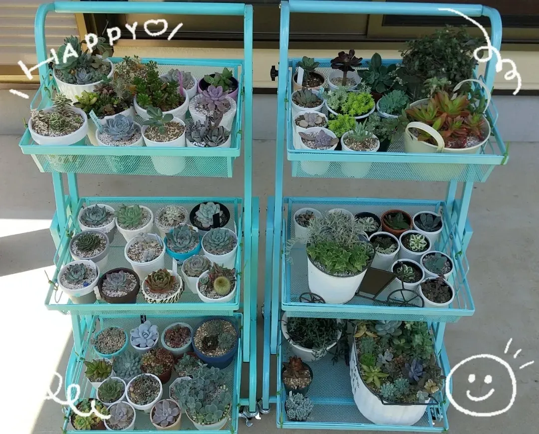 絶対成功！多肉植物 ワゴンで賢く始めるベランダ栽培術